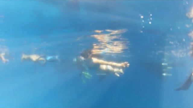 Diving red sea