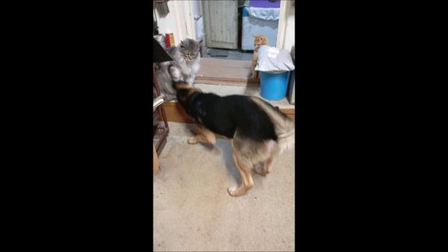 Собака. Кот. Том и Коты