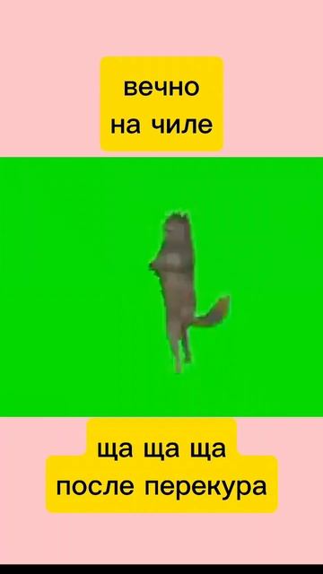 цирк
