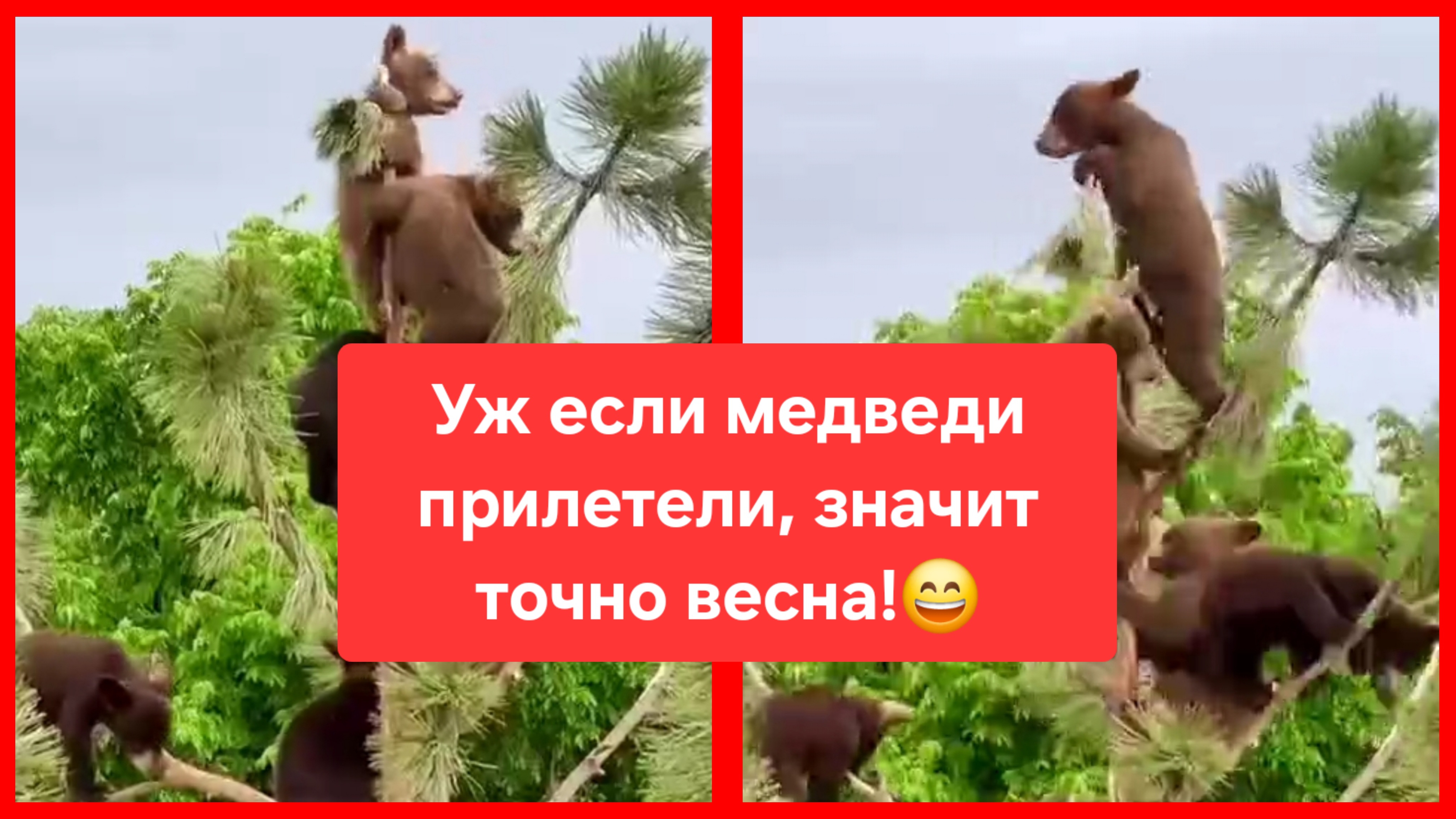 Если уж медведи прилетели, значит, точно весна! 😄