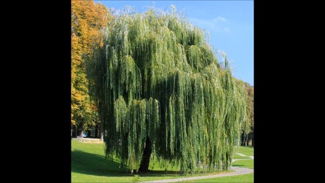 Weeping WIllows