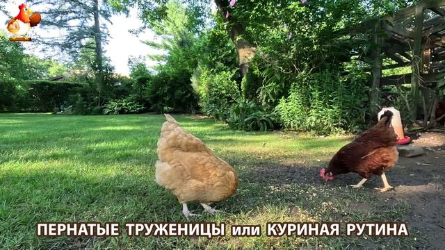 Куры несушки свободного выгула и их обычная куриная рутина – эпизод (74)