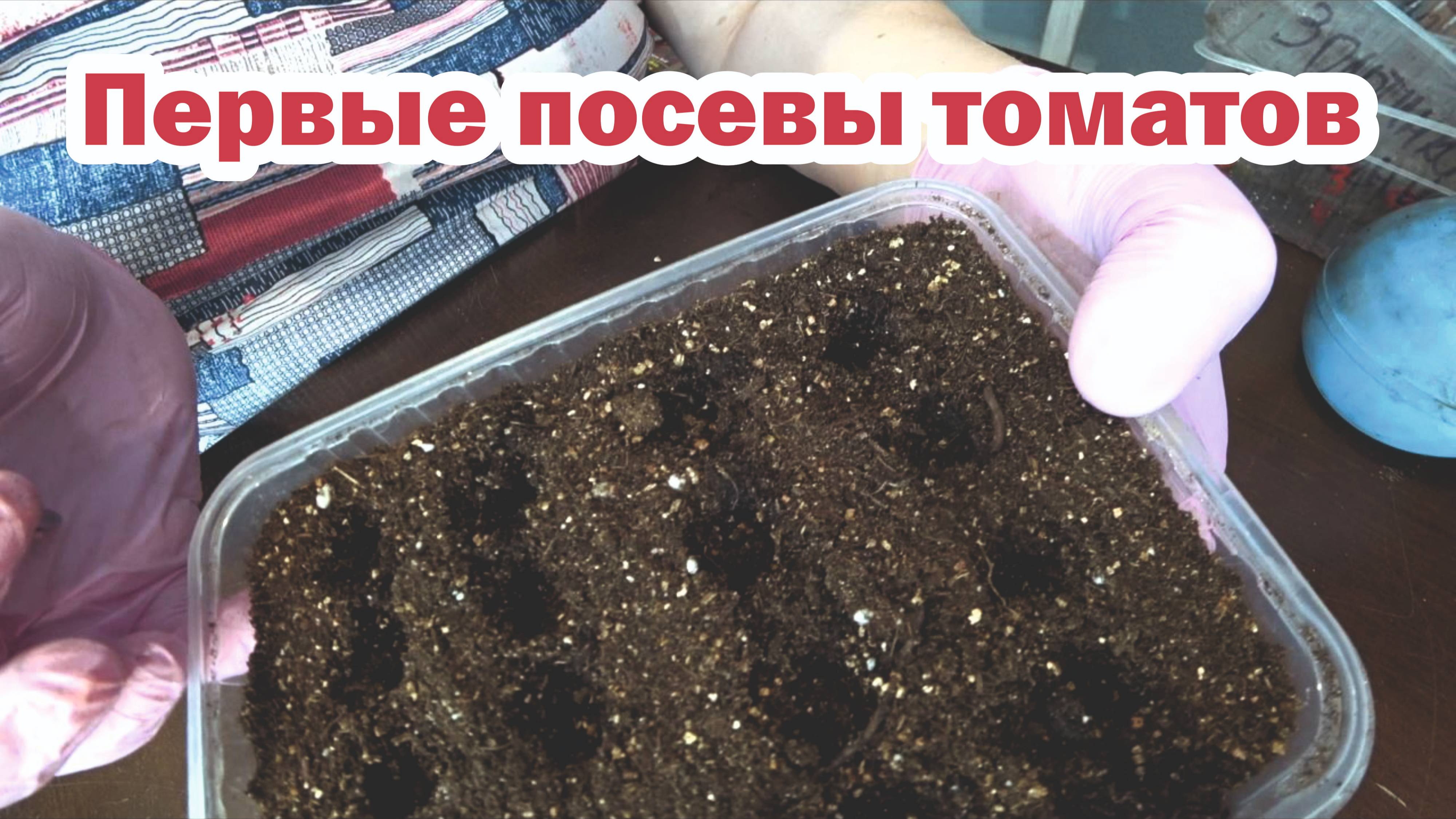 Первые посевы томатов