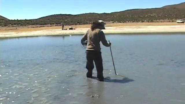 Fencing Flamingos