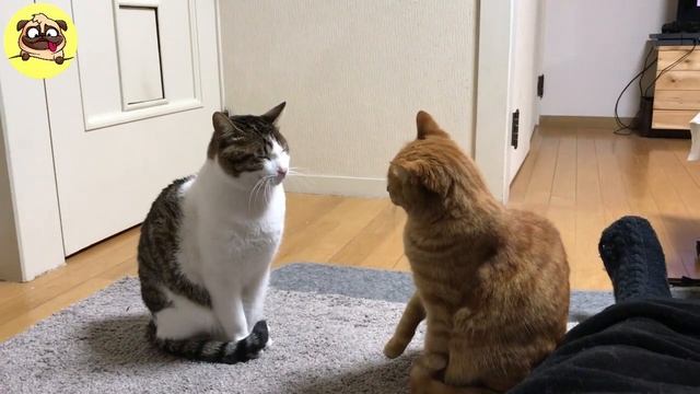 🤣Let's take a look at Cute Cat Day! the house is a mess