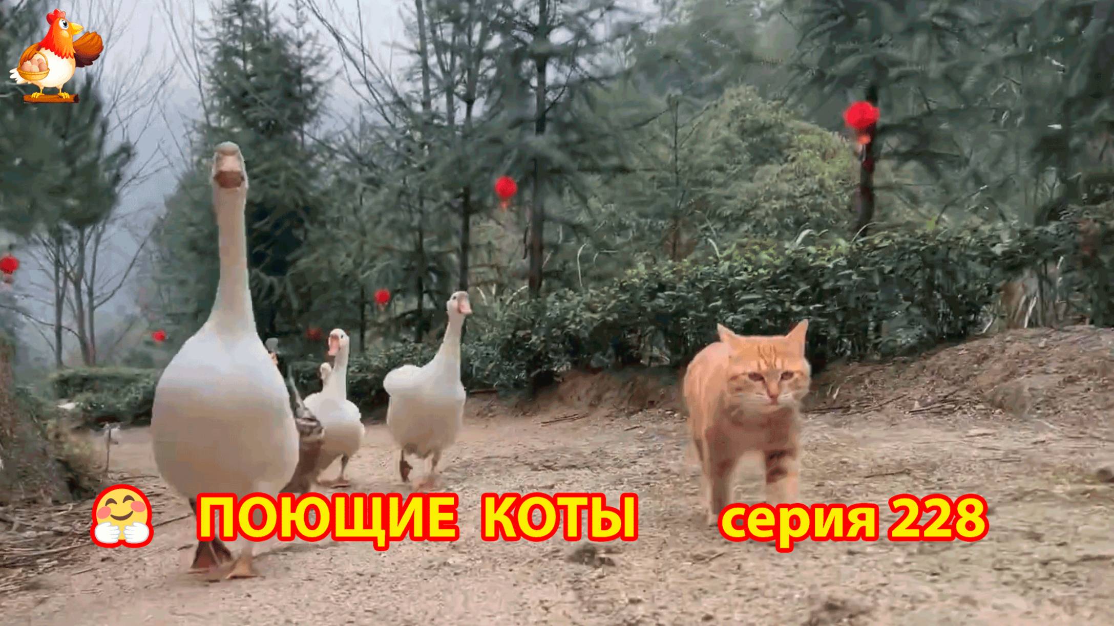 Крутые коты у птичьего двора серия (228) 🐈🐈😹 Природа Абхазии и подворье с птицами и животными ❣