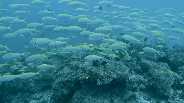 Zanzibar Scuba Diving