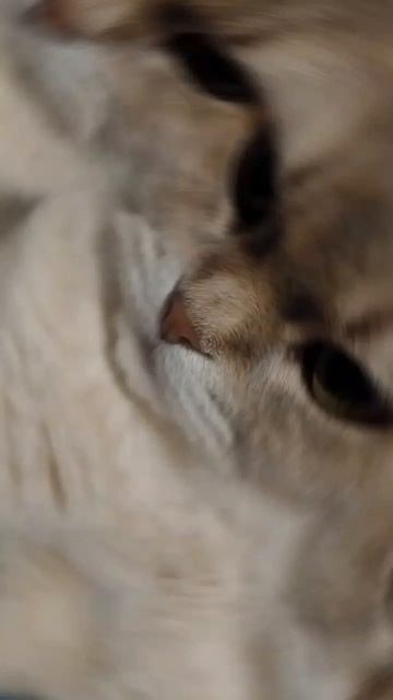👍АФОНИНА МОРДОЧКА👍 #афоникс #cat #лайк #милота #рекомендации #милашка #кот #котэ #котик #s #shorts