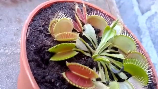 Dionaea Muscupula, comiendo.