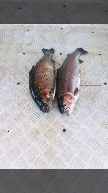 уловы рыбаков в Рыбин Гуде