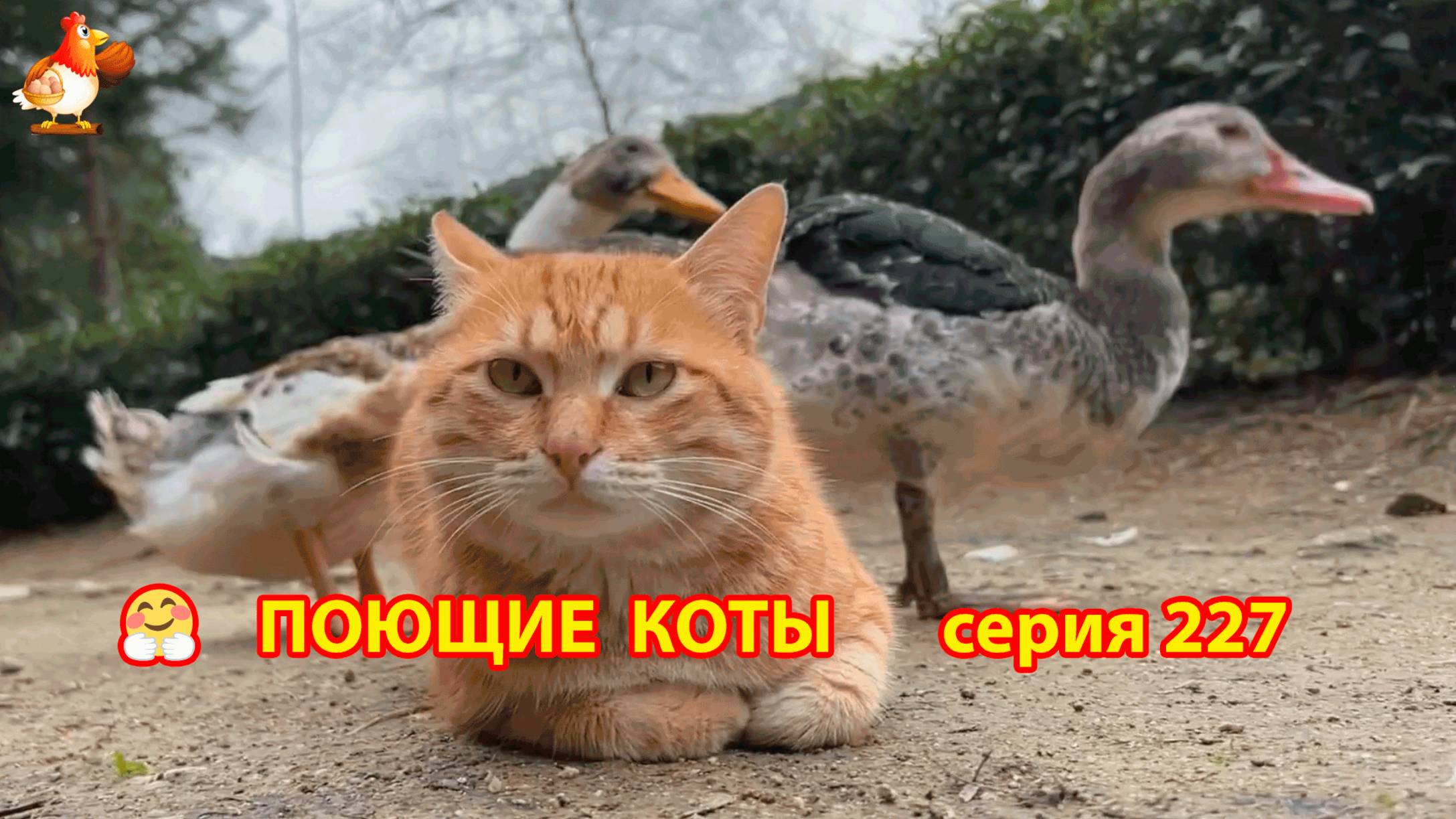 Крутые коты у птичьего двора серия (227) 🐈🐈😹 Природа Абхазии и подворье с птицами и животными ❣