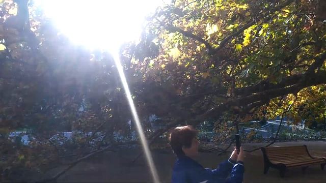 Платан Нижняя Ореанда.