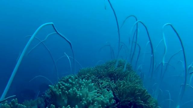 Pattaya Dive Center Thailand - The Other Part Of The World
