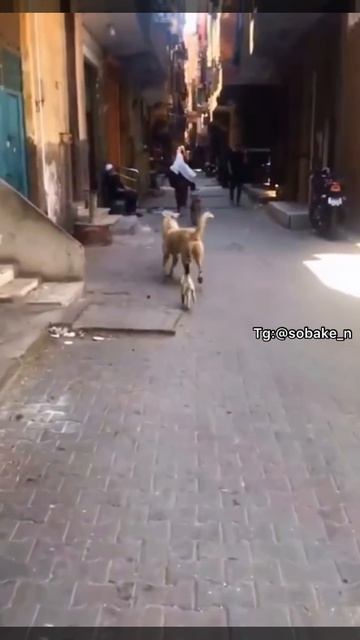 Не, ты куда пошел!!!
