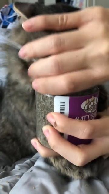 Сумасшедшая кошка