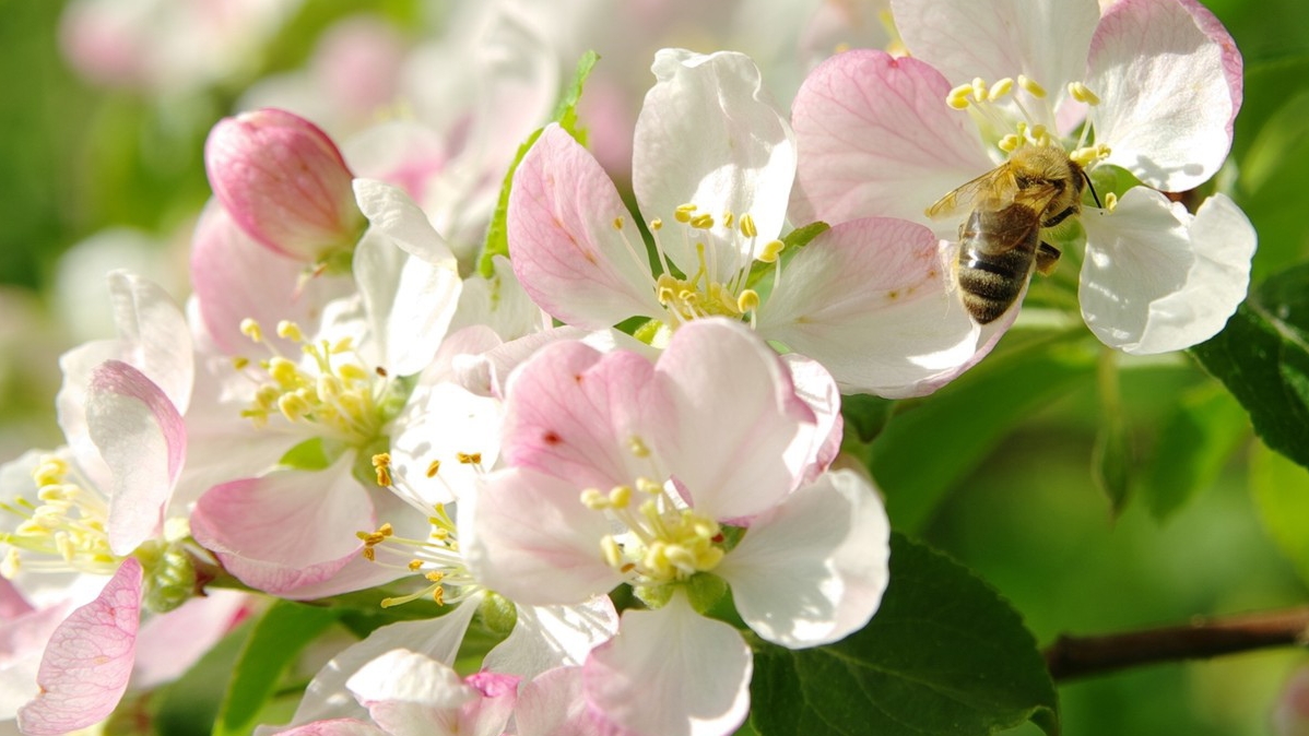 Поздравление милым женщинам с 8 марта!