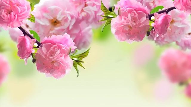 Sumi Jo - Aria `Vergnügen Und Lust' From Cantata,BWV 197 - by J.S.Bach