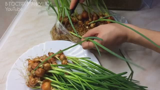 Зелёный лук дома за 15 дней — урожай на подоконнике! 🌱✨