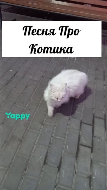 #кот #котик #котэ #кошка