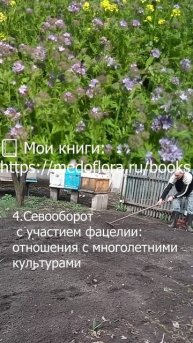 Это важно знать о возделывании фацелии