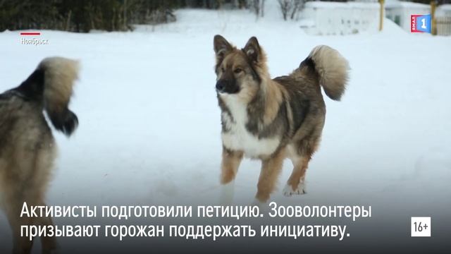 Зоозащитники Ноябрьска создали петицию против эвтаназии бездомных животных