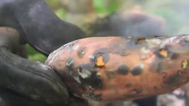 Великолепное жаркое из баранины