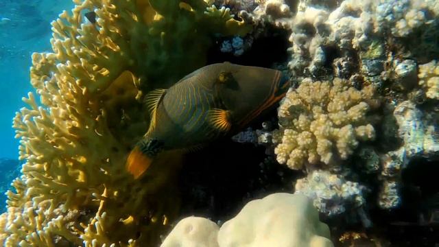 Snorkeling à Abu Dabbab 2020 - Red sea - Egypte (Gopro hero 8)