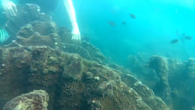 Tarkarli Scooby diving