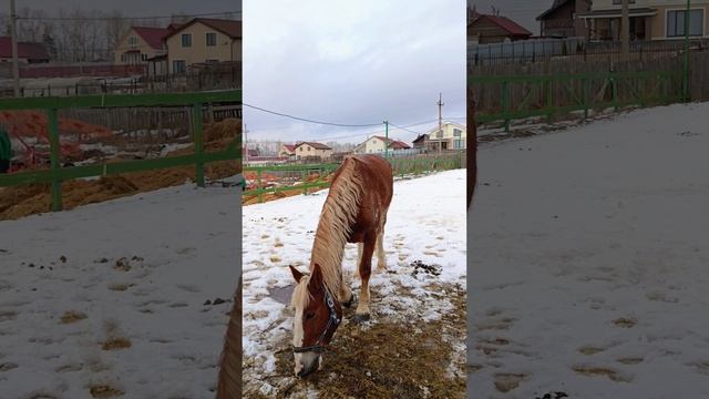 Аквилон не подпускает Каспера к видеокамере.