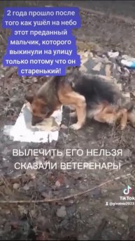 ВЫКИНУЛИ СТАРУЮ ОВЧАРКУ НА МУСОРНИК УМИРАТЬ #собаки #БОЛЬ