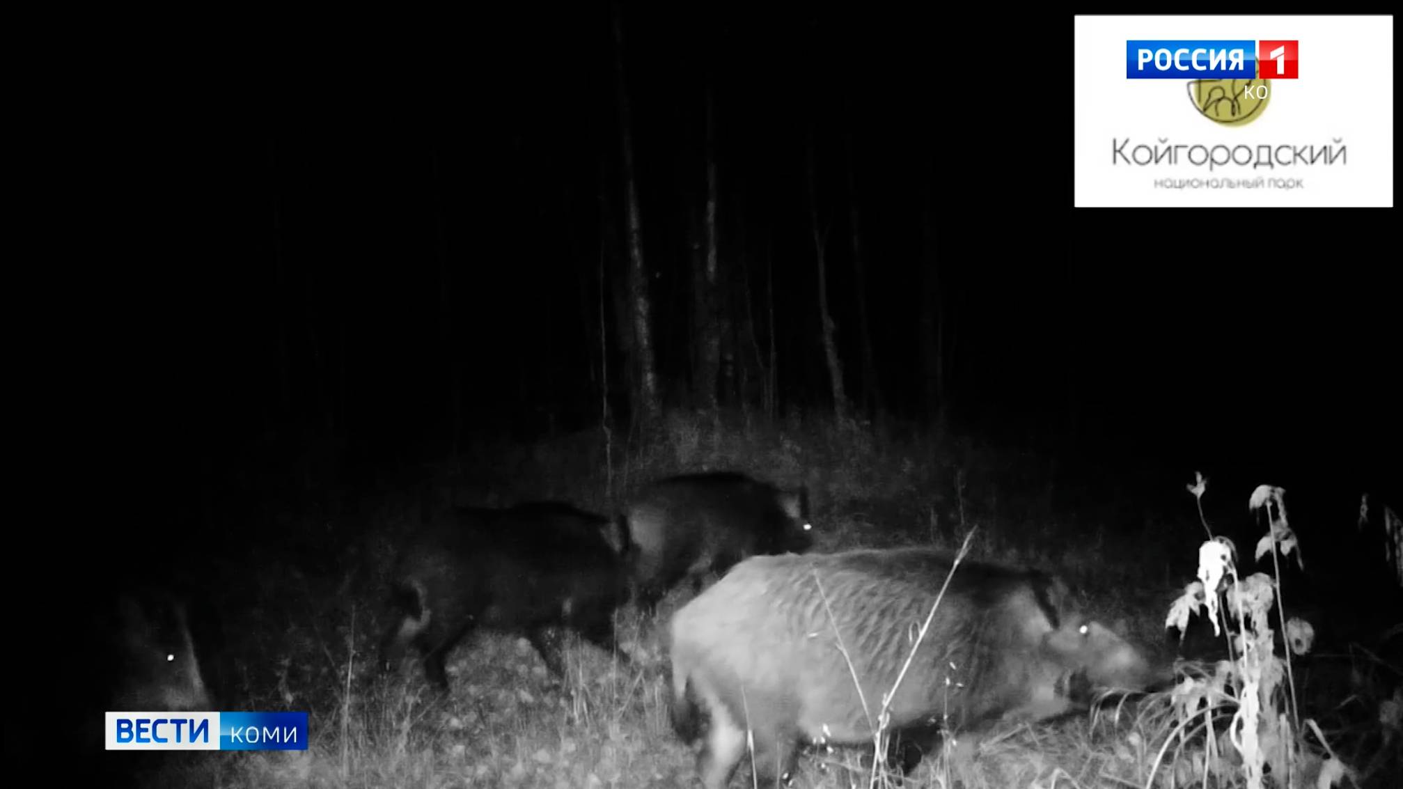 Семейство кабанов в объективе фотоловушки в нацпарке "Койгородский"