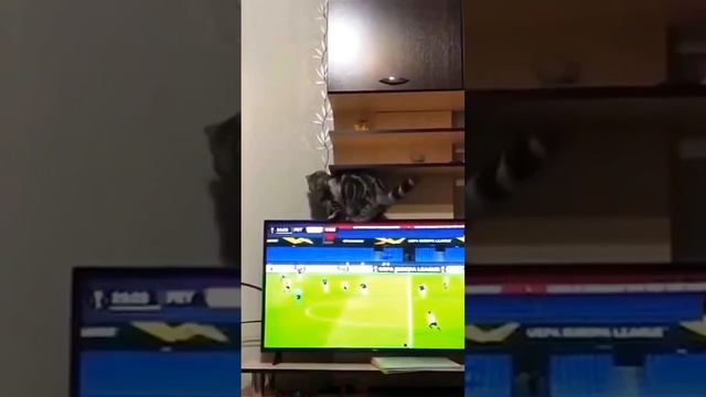 Котики разносят всё!