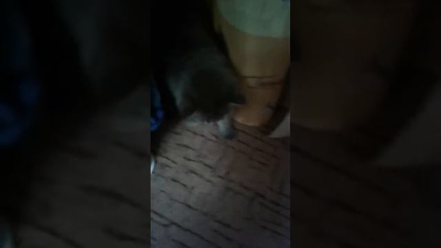 Мо китик Теди🐈🐈🐈🐈😇😇😇