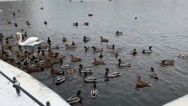 Голодный лебедь укусил за палец