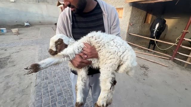 Horse Ny Sheep Ko Bahut Zor Sy Mara 😓