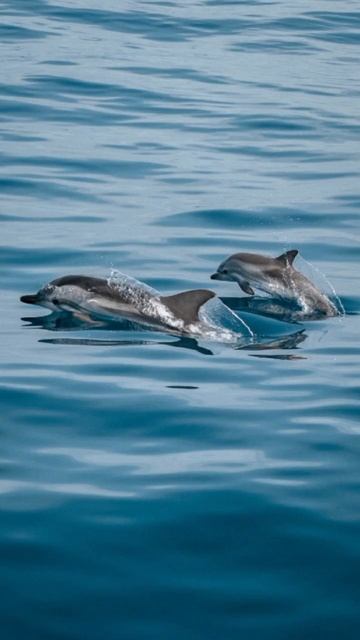 Dolphin gestation period #baby#waiting#new#small#dolphin