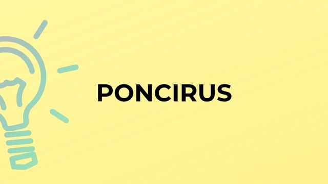 What is the meaning of the word PONCIRUS?