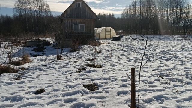 Приехали в деревню// хорошая погода// наши потери саженцев.