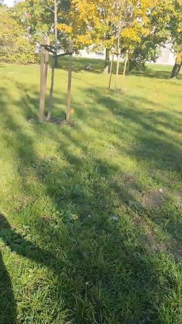Как нагрузить собаку на прогулке/команда "обход"