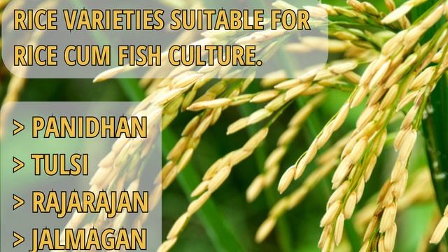Paddy Cum Fish Culture: A Sustainable integrated Agricultural Approach.