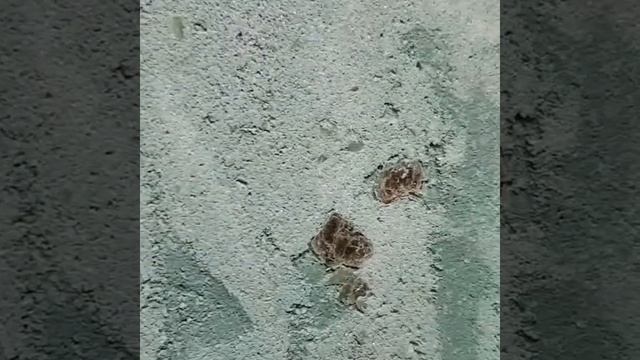 Арт-бетон с слюдой