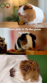 A Complete Guide To The Best Guinea Pig Diet