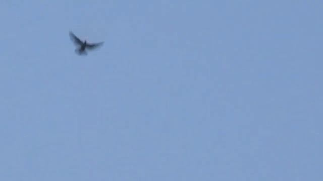 Видео: голуби Анатолия Беленького