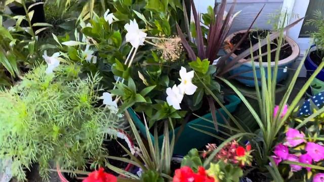 My beautiful oriental lily flowers 🌺. Love it 😍