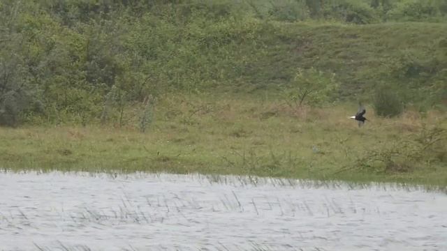 White-winged tern - Рыбачка белакрылая