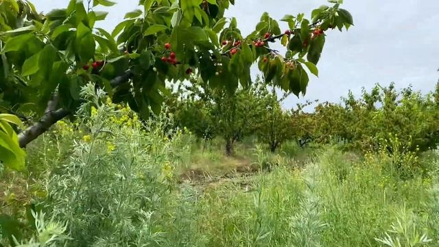 Как выглядит сорт черешни Франс Иосиф