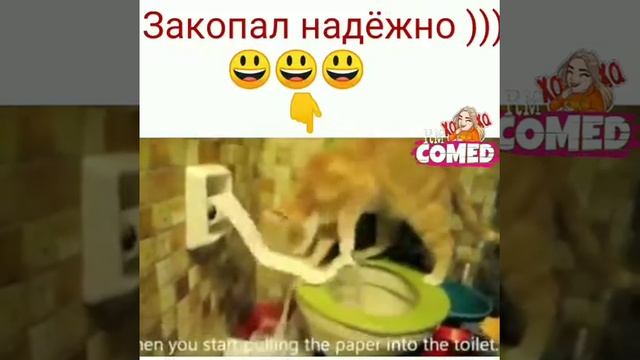 Кот сходил в туалет