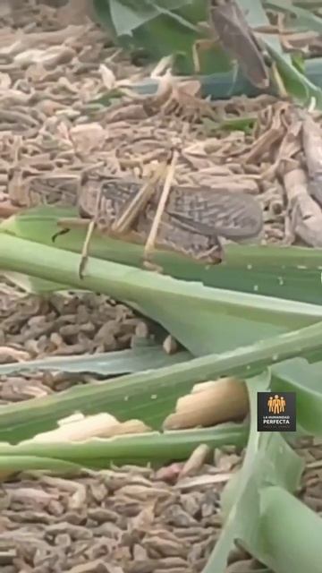 En china la invasion de langostas se venden como pan caliente en los restaurantes