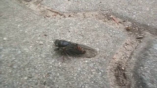 Cicadoidea