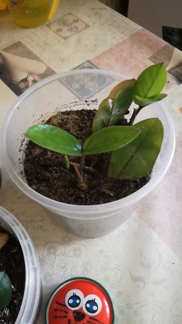 Результаты укоренения замиокулькаса. Часть 2